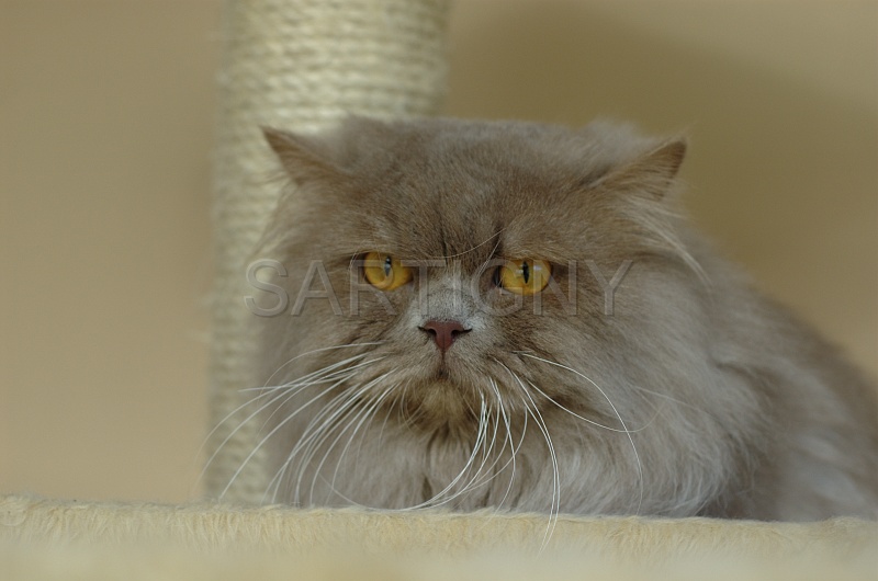 BRITISH LONGHAIR 002.jpg